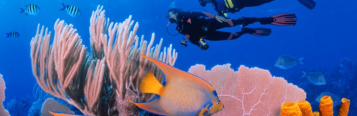 0000017288_Header_activities