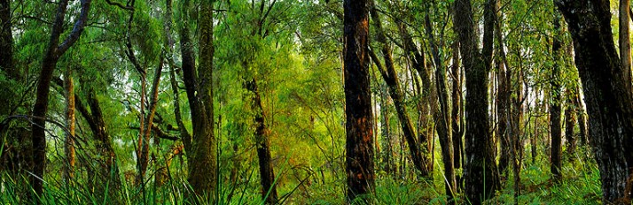 0000036287_HTreesMMS_Stonebarn_013