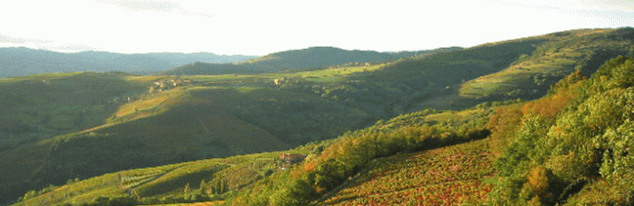 0000007478_Beaujolais_Header2