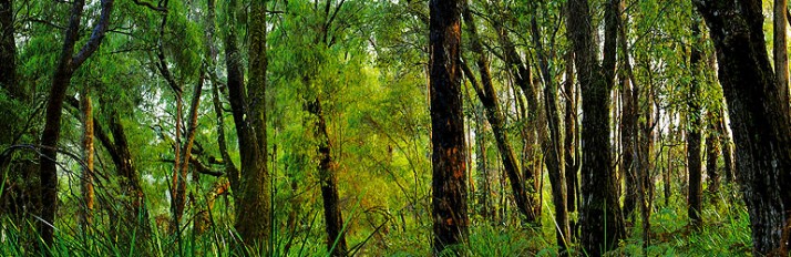 0000036287_HTreesMMS_Stonebarn_013