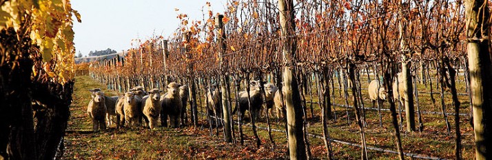 0000027796_HotelheaderSheepVines