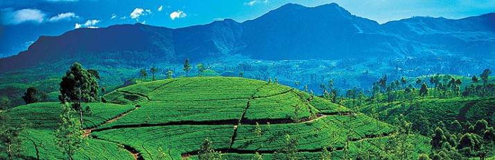 Hill Country - Sri Lanka