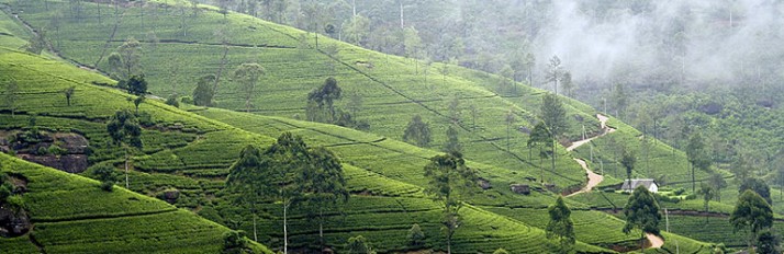 Hill Country - Sri Lanka