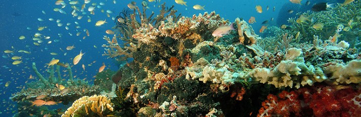HeaderWana-UW-Panjang-Reef-
