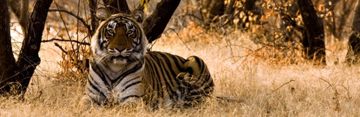 Ranthambore National Park – India