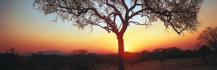 Royal-Malewane