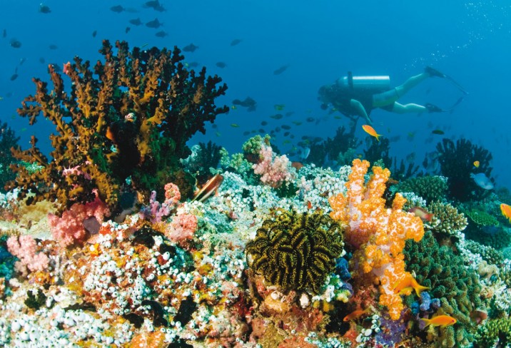 Mr & Mrs Smith - House reef