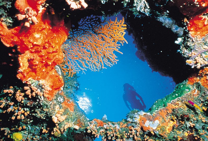 Mr & Mrs Smith - Diving the cod hole