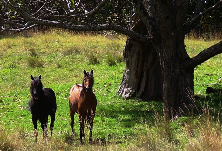 Mr & Mrs Smith - Wild brumbies