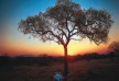 Royal Malewane Hotel â€“ Kruger National Park â€“ South Africa