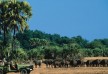 Chiawa Camp - Lower Zambezi - Zambia