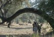 Chiawa Camp - Lower Zambezi - Zambia