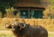 Chiawa Camp - Lower Zambezi - Zambia