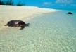 Wilson Island hotel â€“ Great Barrier Reef â€“ Australia