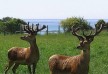 Hapuku Lodge & Tree Houses hotel - Kaikoura - New Zealand