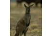 North Bundaleer hotel â€“ Clare Valley â€“ Australia