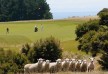 The Farm at Cape Kidnappers hotel â€“ Hawke's Bay â€“ New Zealand