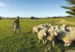 The Farm at Cape Kidnappers hotel â€“ Hawke's Bay â€“ New Zealand