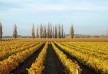 The Farm at Cape Kidnappers hotel â€“ Hawke's Bay â€“ New Zealand