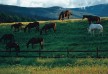 Kurland - Garden Route - South Africa