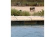Lion Sands, Ivory Lodge - Kruger Park - South Africa