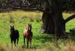 Spicers Peak Lodge Hotel – Scenic Rim – Australia