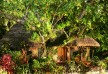 Matangi Private Island Resort Hotel – Fiji Islands – Fiji