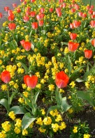 0000017740_Flower_LF