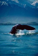 0000033321_WGOBFPortraitWhale_Watching