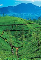 Hill Country - Sri Lanka