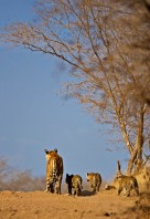 Ranthambore National Park – India