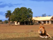 0000041124_lion-lying-infront-of-lodge